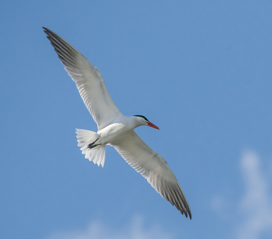 Left Tern Photograph by Loree Johnson