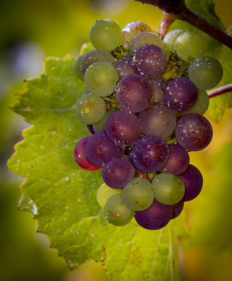Grape Photograph - Leftover pinot cluster by Jean Noren