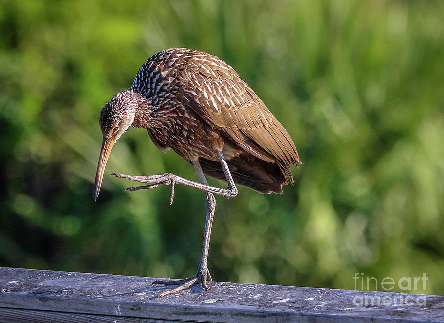 Leg Up Limpkin Photograph by Tom Claud