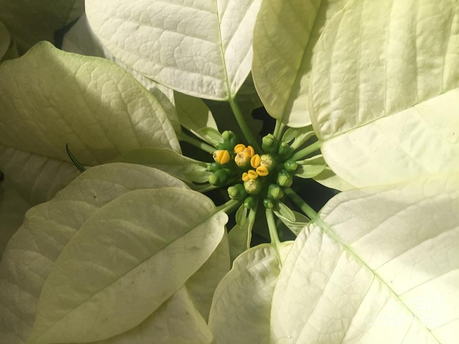 Legend of the Poinsettia  Photograph by Nona Kumah