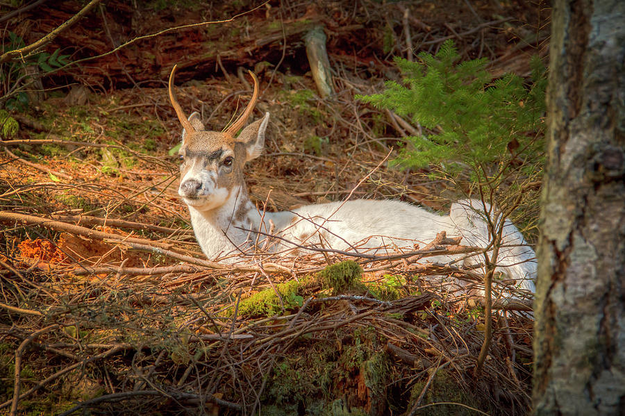 Legend of the White Buck Photograph by Kristina Rinell