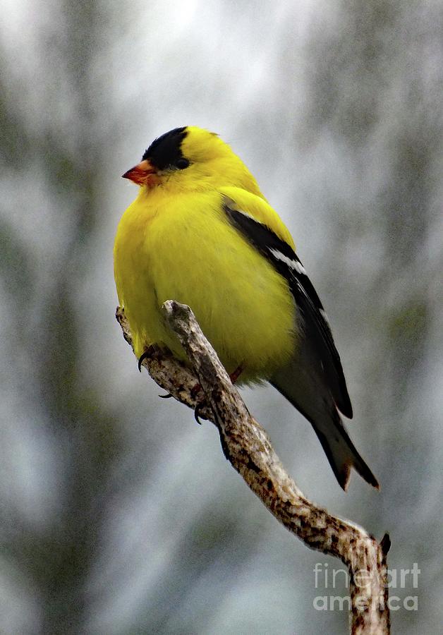 Legendary Beauty - American Goldfinch Photograph