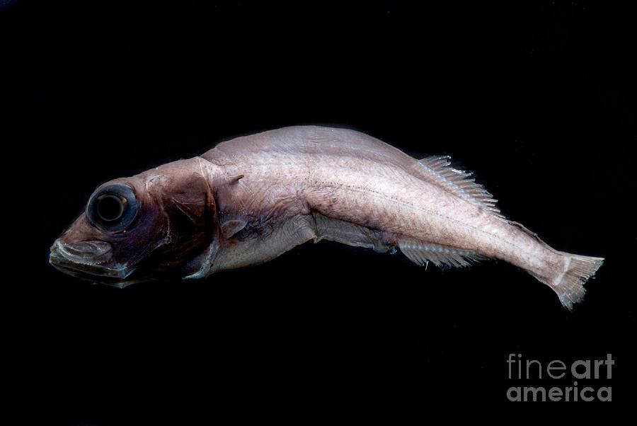 Legless Searsid Fish Photograph by Dant Fenolio