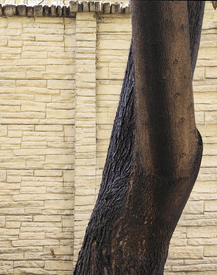 Legs Photograph by Viktor Savchenko