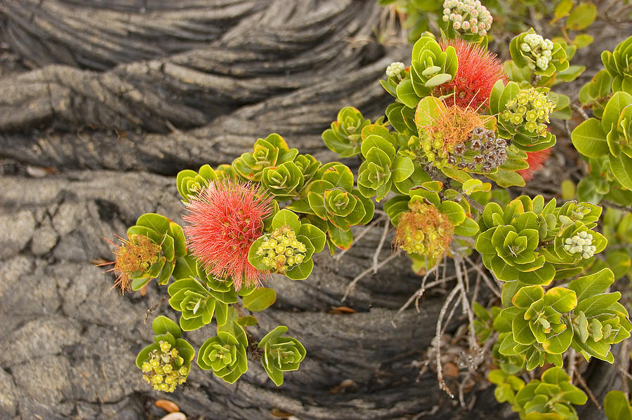 Hawaii Volcanoes National Park Photograph - Lehua Flower by Ron Dahlquist - Printscapes