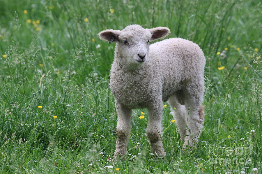 Leicester Longwool Lamb in the Early Morning Photograph by Rachel Morrison