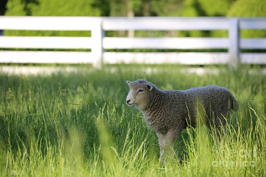Leicester Longwool Lamb on a May Day Photograph by Rachel Morrison