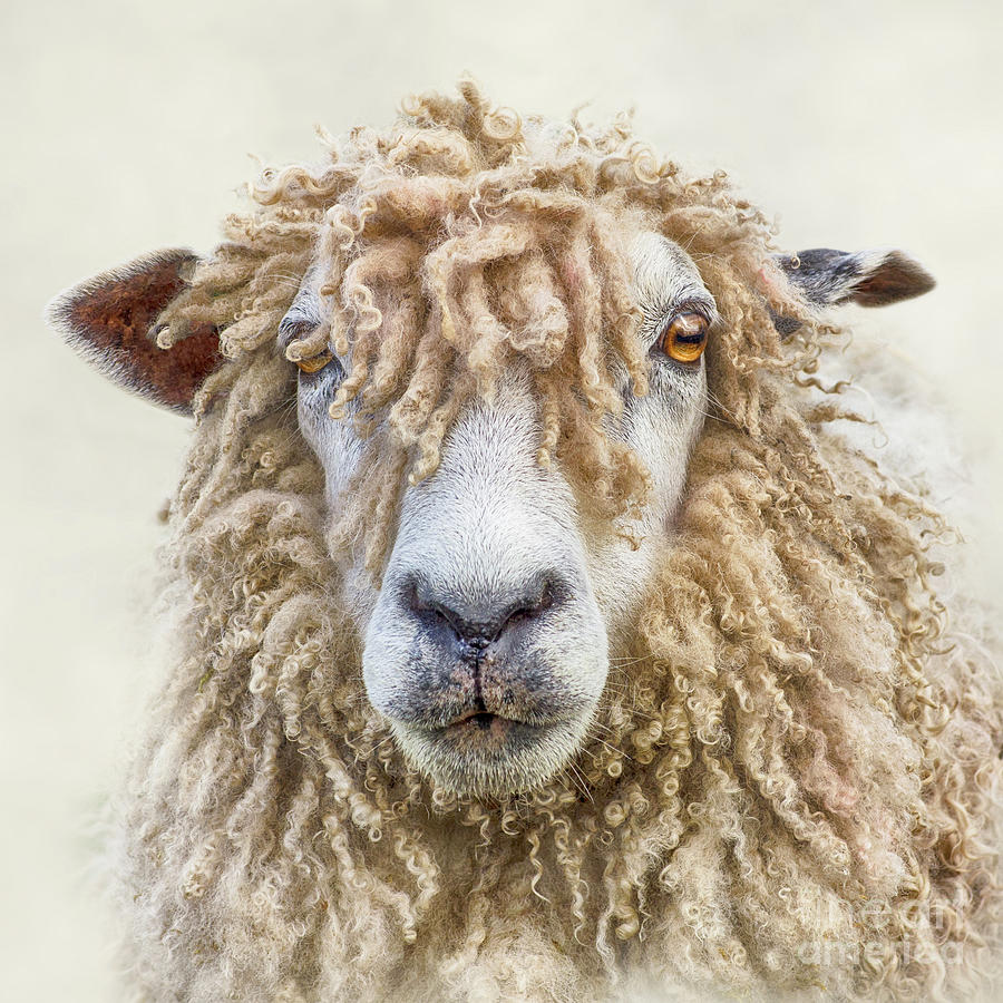 Leicester Longwool Sheep Photograph by Linsey Williams