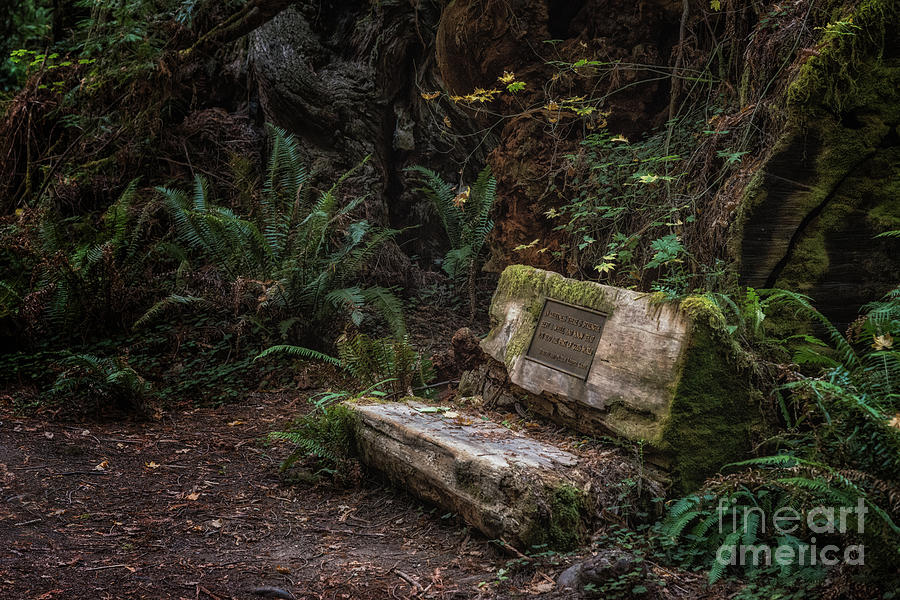 Leiffer Grove Bench by Al Andersen Leiffer Grove Bench by Al Andersen