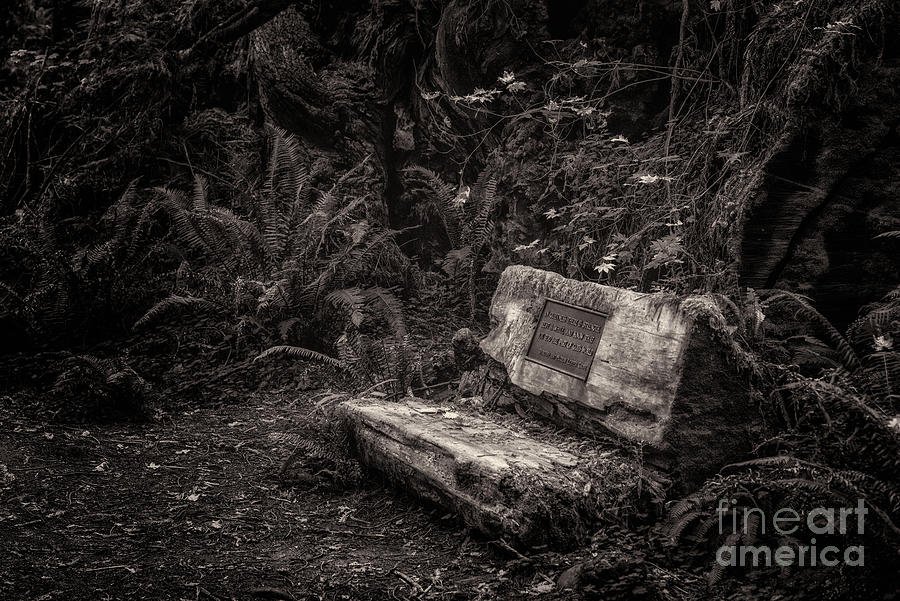 Leiffer Grove Bench Toned by Al Andersen Leiffer Grove Bench Toned by Al Andersen