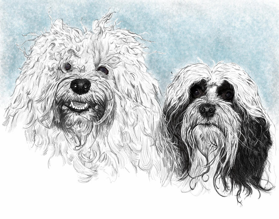 Havanese Drawing - Leila Bohdi by Myke Irving Havanese Drawing - Leila Bohdi by Myke Irving