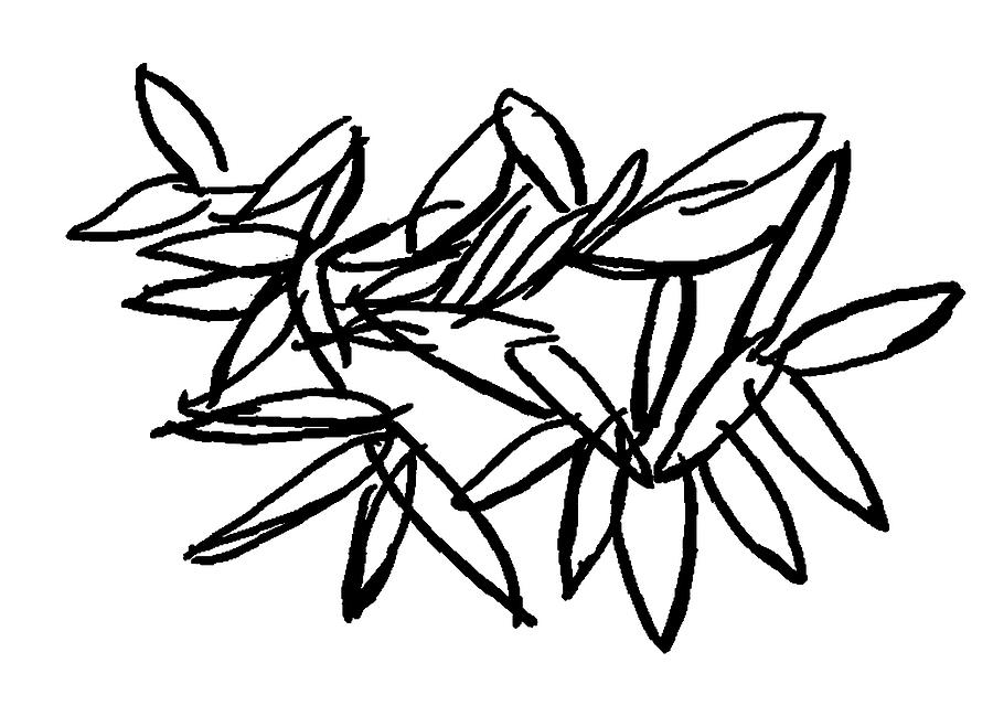 Leipzig Leaves Drawing by Dick Sauer