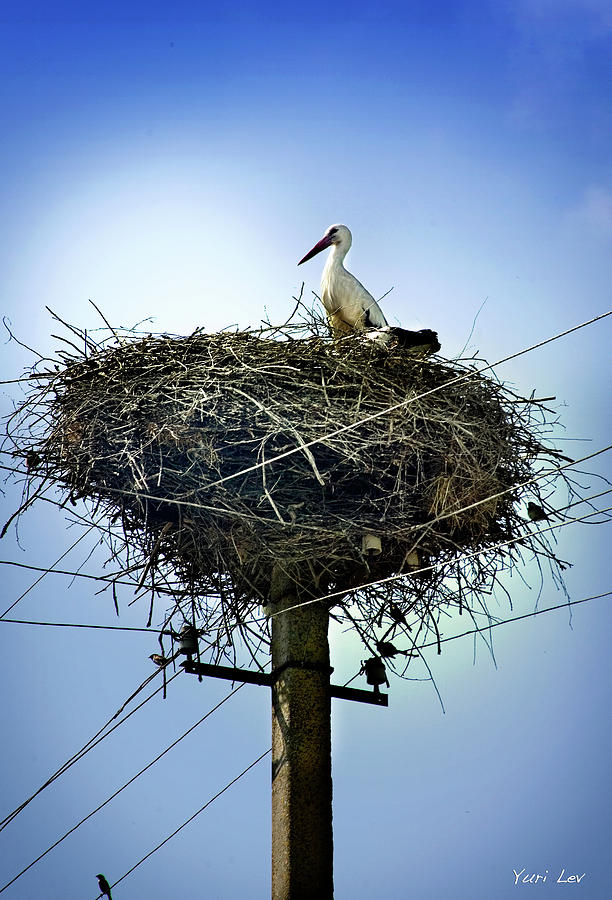 Stork Photograph - Leleka by Yuri Lev