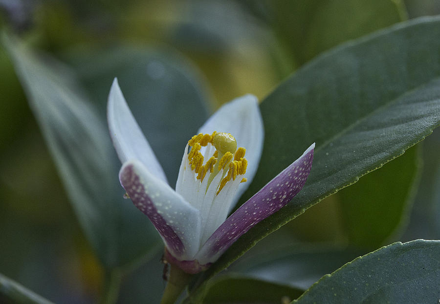 Lemon Blossom Photograph by Morgan Wright