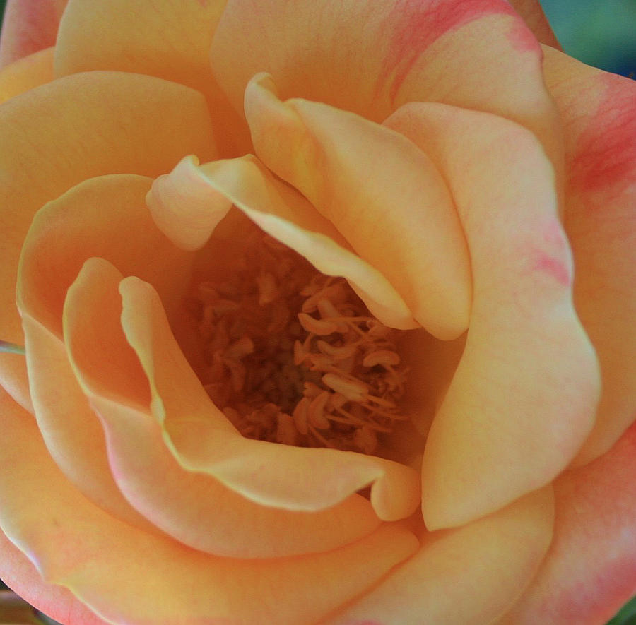 Lemon Blush Rose Photograph by Marna Edwards Flavell