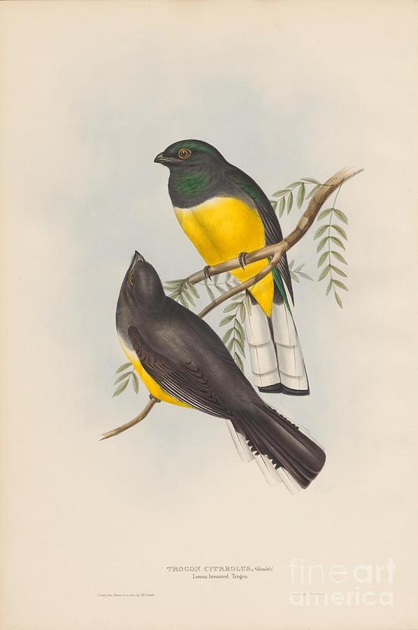 Lemon-breasted Trogon Painting by Celestial Images