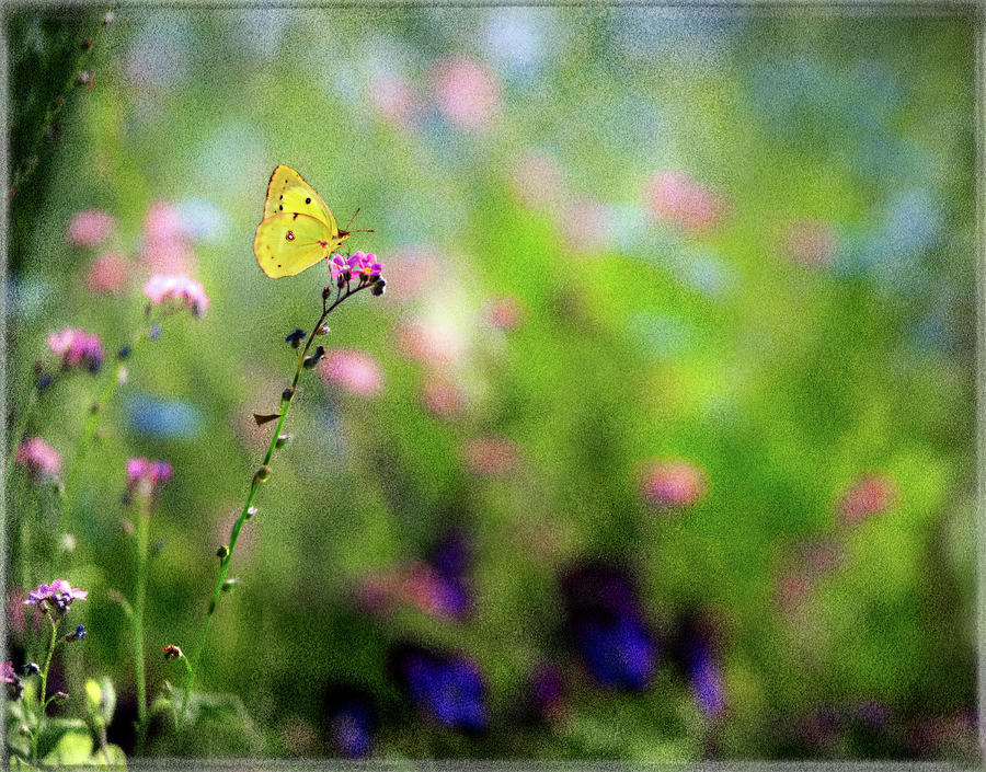 Lemon Butterfly in Summer Meadow  Photograph by Peter V Quenter