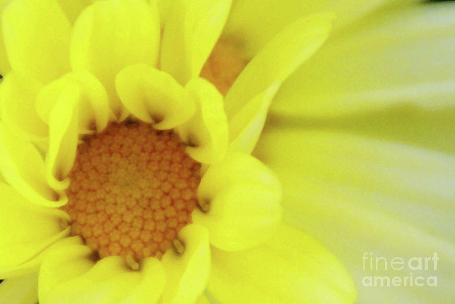 Flowers Still Life Photograph - Lemon Chiffon by Linda Shafer