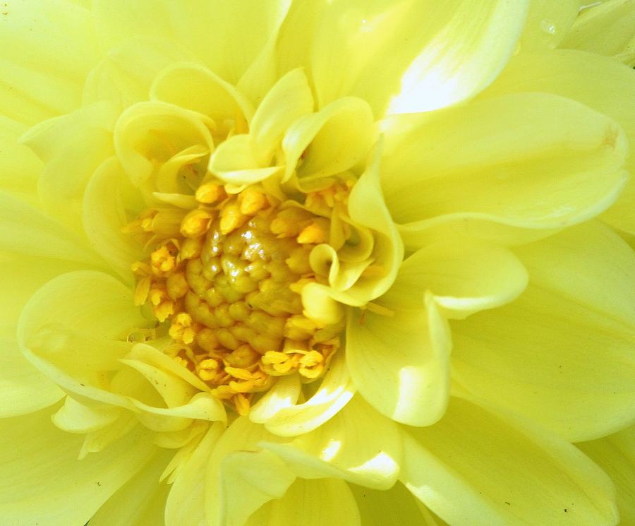 Flower Photograph - Lemon Dream by Lori Lafargue
