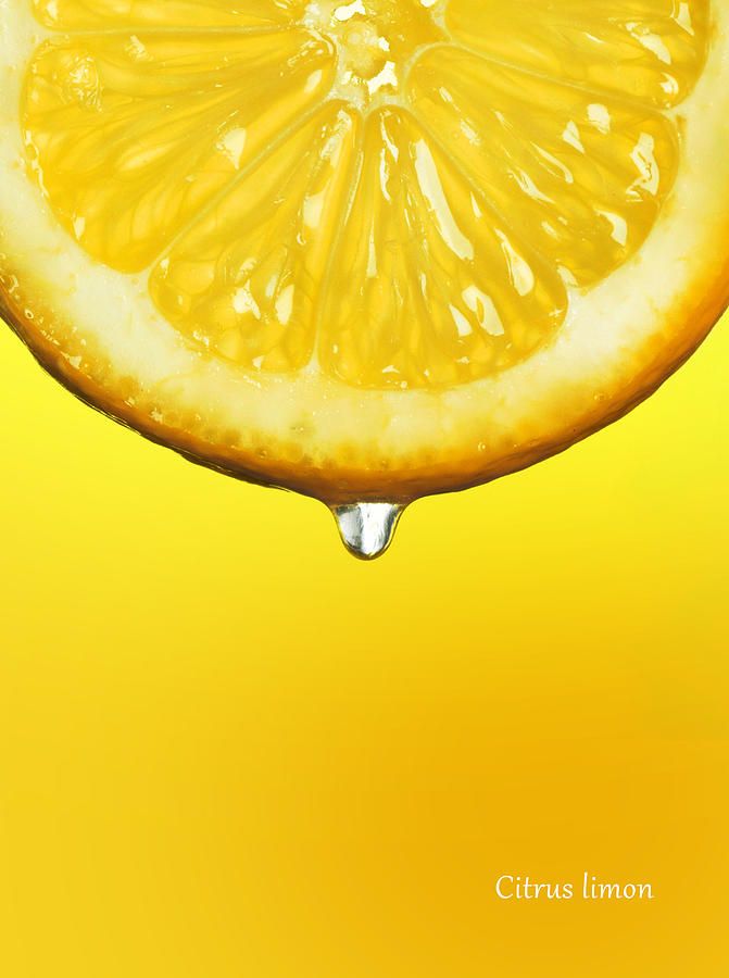 Nature Photograph - Lemon Drop by Mark Rogan