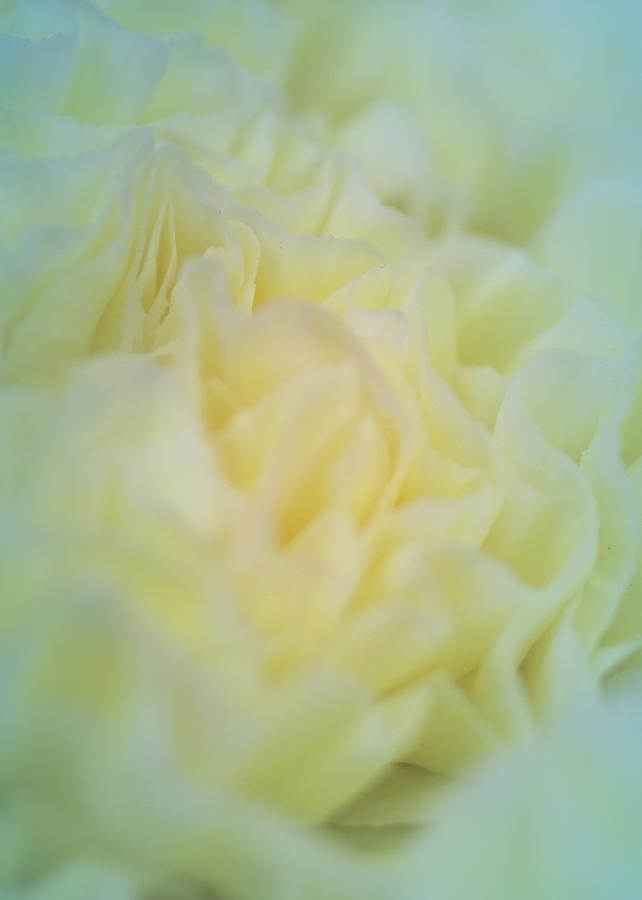 Lemon Flower Petals Photograph by The Art Of Marilyn Ridoutt-Greene