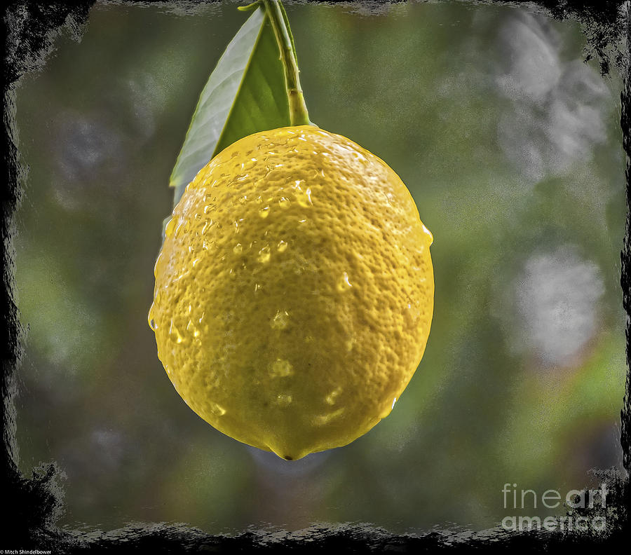 Lemon Fresh Photograph by Mitch Shindelbower