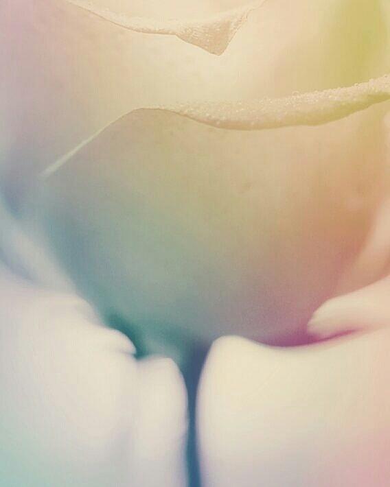 Lemon Fruit Rose Photograph by The Art Of Marilyn Ridoutt-Greene