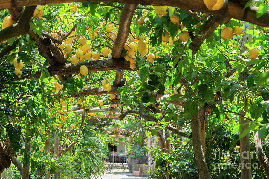 Lemon Garden Of Sorrento Photograph