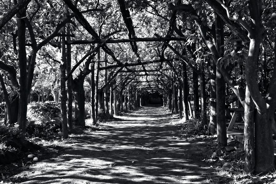 Lemon Grove Trellises Photograph by Allan Van Gasbeck