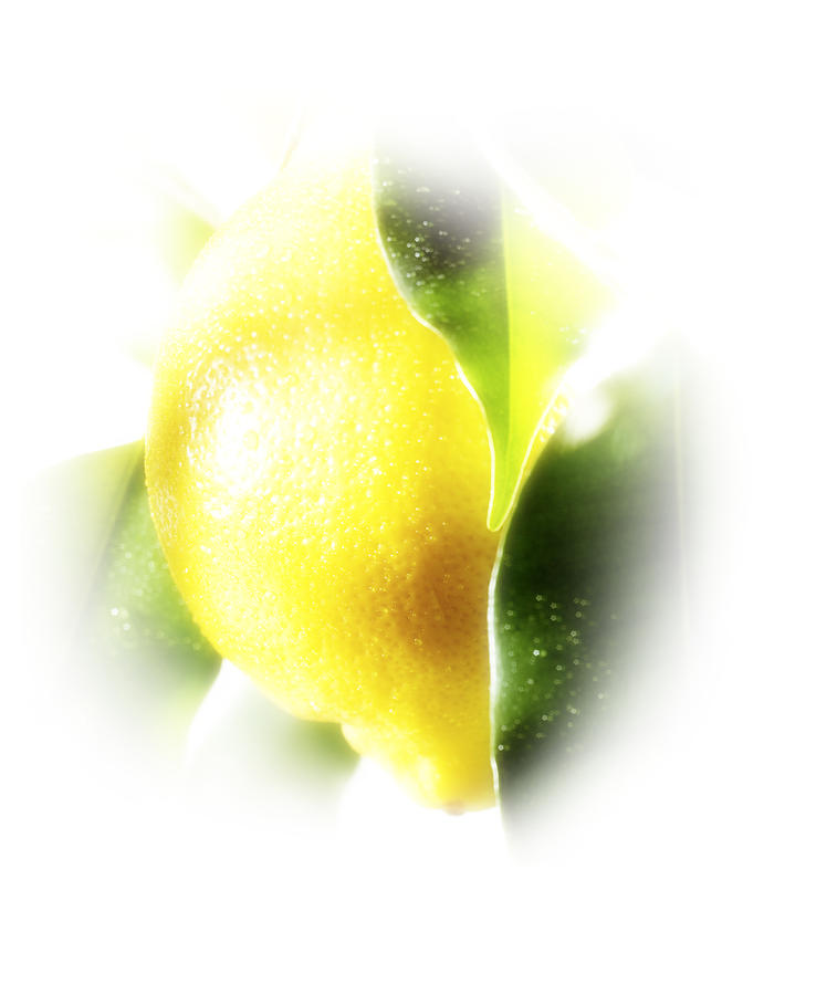 Lemon Photograph - Lemon hi key by Han Van Vonno