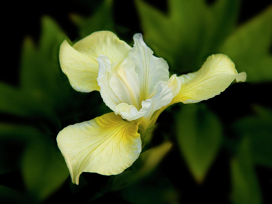 Lemon Iris Photograph by Inge Riis McDonald