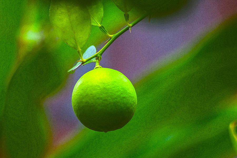 Lemon Lime Limon VI Photograph by Totto Ponce | Fine Art America