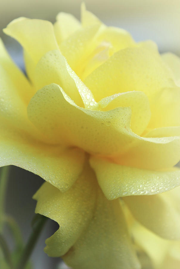 Lemon Love Rose Photograph by The Art Of Marilyn Ridoutt-Greene