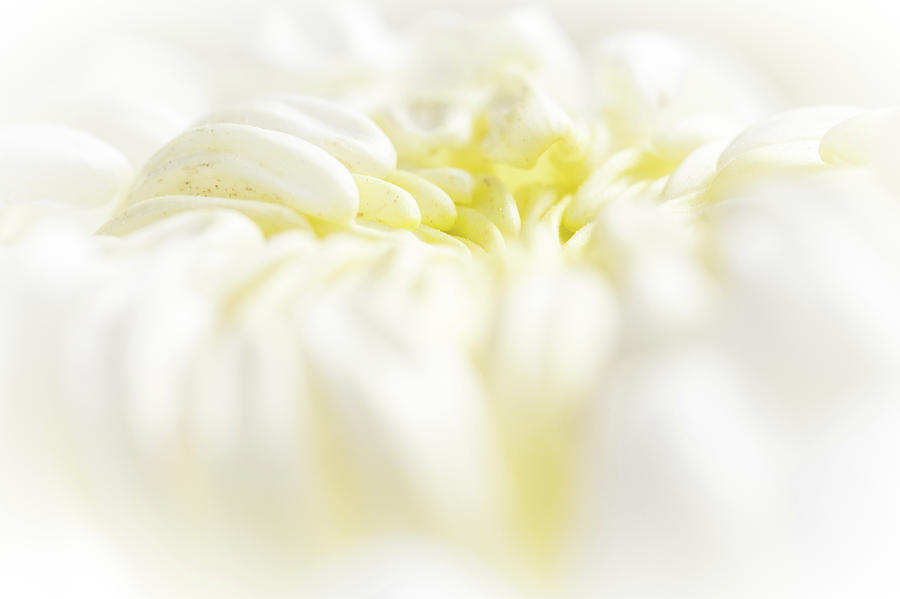 Lemon Meringue Chrysanthemum Photograph