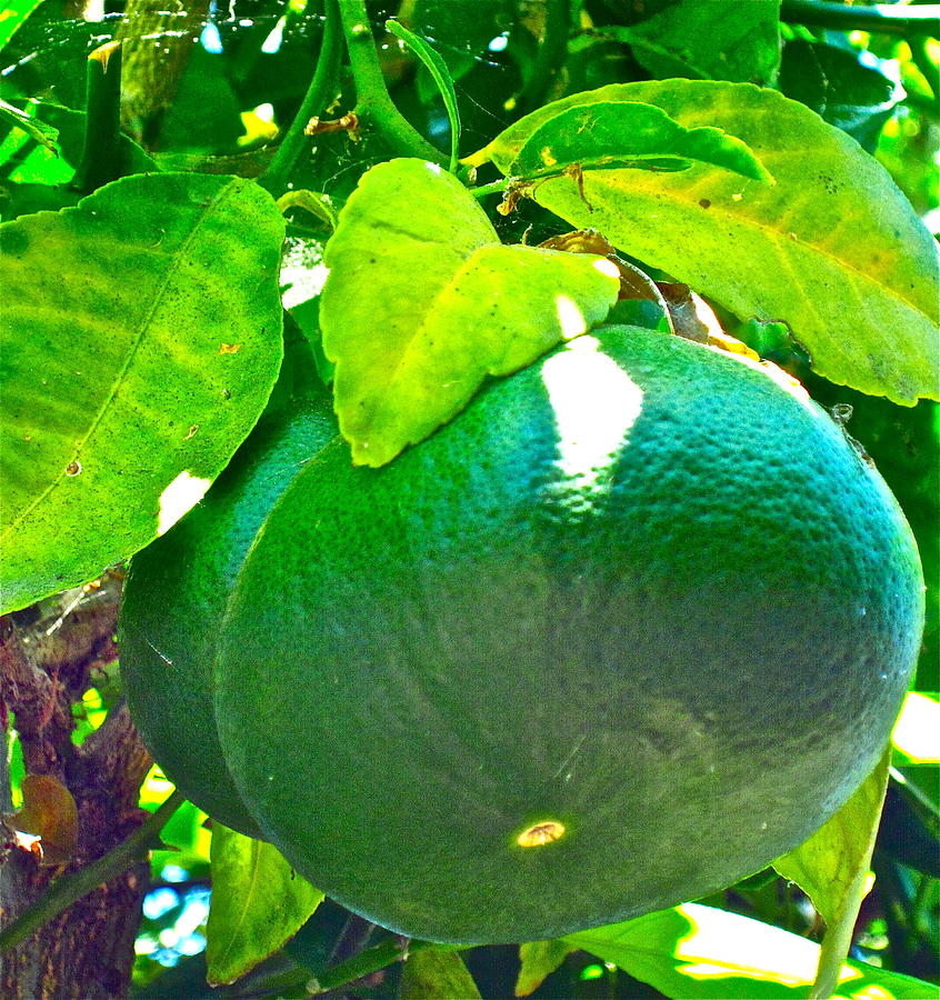 Lemon or Lime Photograph by Gwyn Newcombe