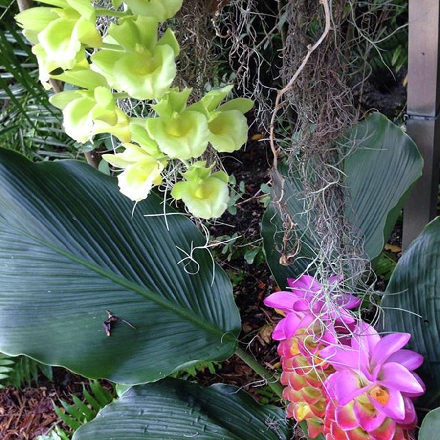 Lemon Orchids With Pineapple Flowers Photograph by Susan Nash
