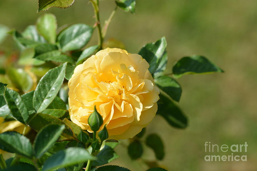 Lemon Ruffled Rose Photograph by Maria Urso