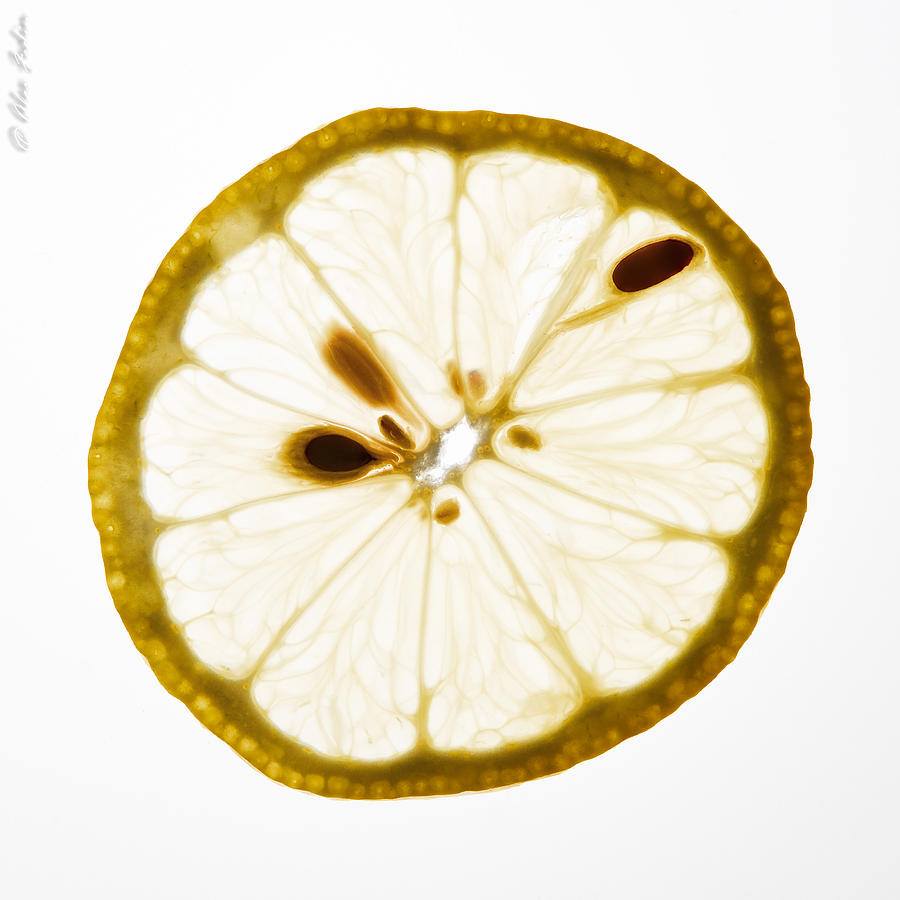 Lemon Slice Photograph by Alexander Fedin