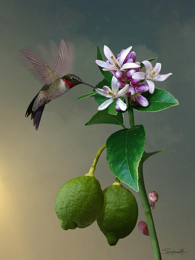 Lemon Tree And Hummingbird Digital Art by M Spadecaller