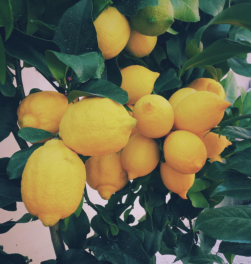 Lemon Photograph - Lemon Tree by Happy Home Artistry
