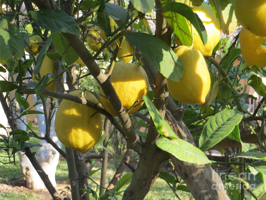 Lemon Tree Very Pretty Photograph by Lorita Montgomery Pixels