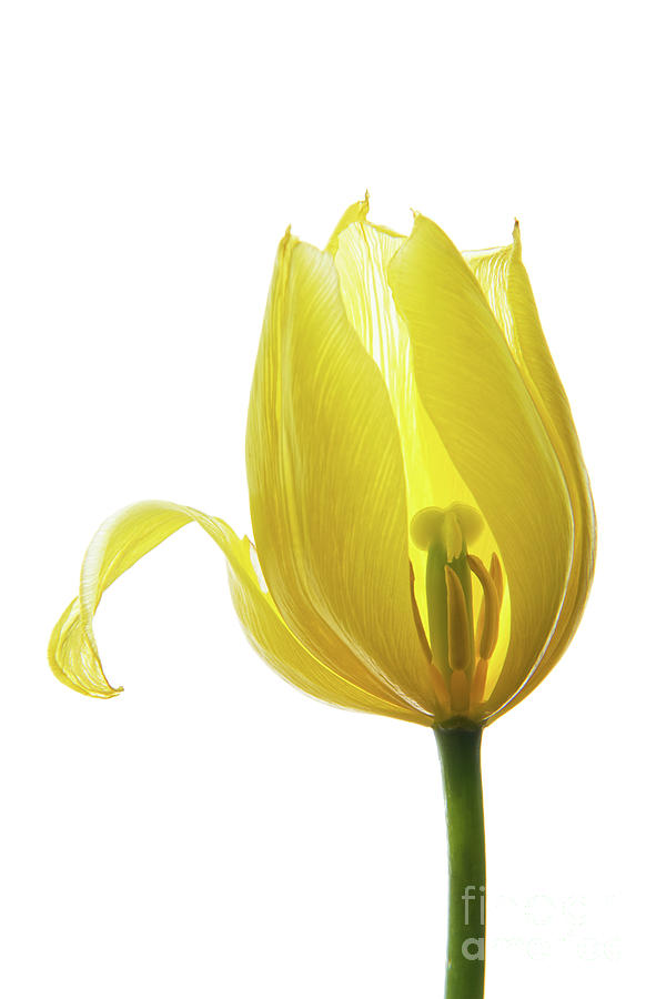 Lemon Tulip 1 Photograph by Ann Garrett