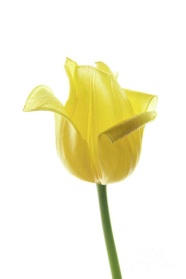 Lemon Tulip 2 Photograph by Ann Garrett