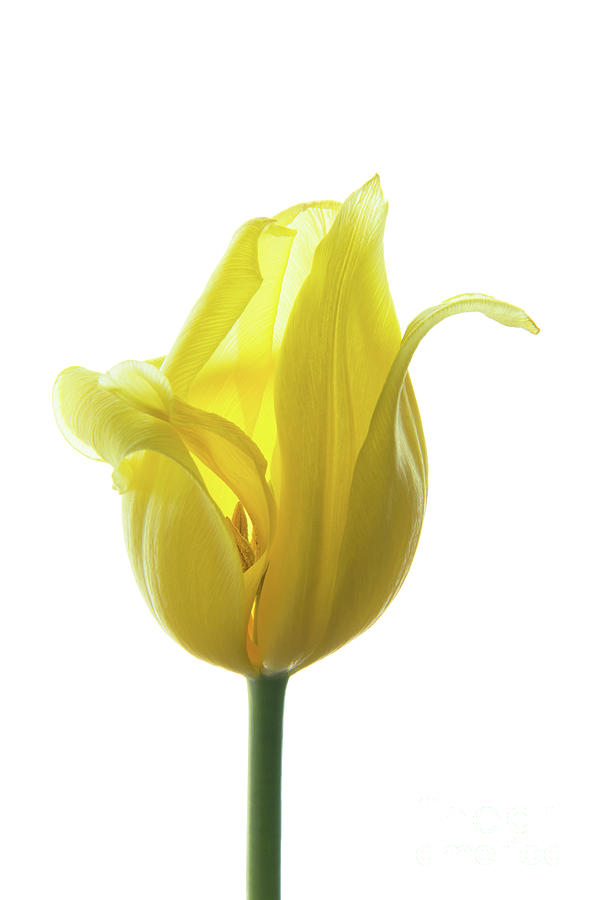 Lemon Tulip 3 Photograph by Ann Garrett