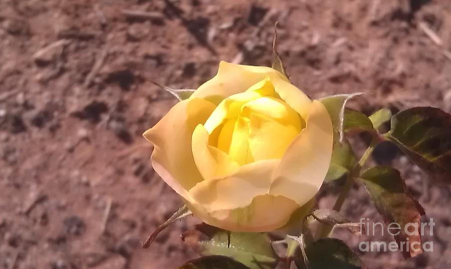 Lemon Yellow Rose Photograph by Lynn Michelle
