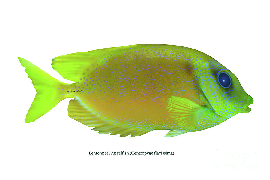 Lemonpeel Angelfish Digital Art by Corey Ford