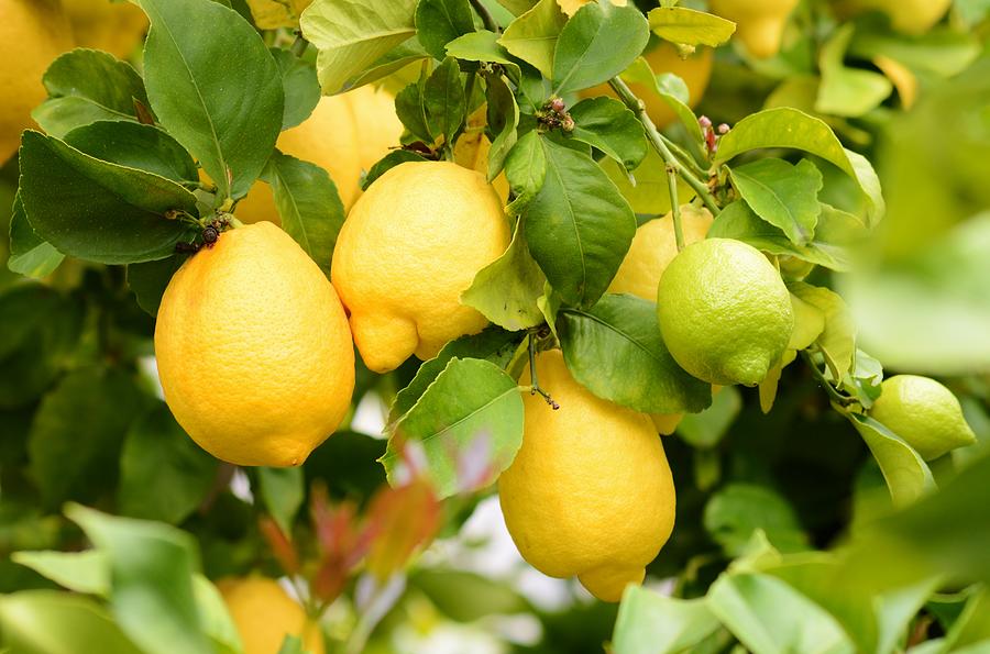 Lemons From Menlo Photograph by Warren Thompson