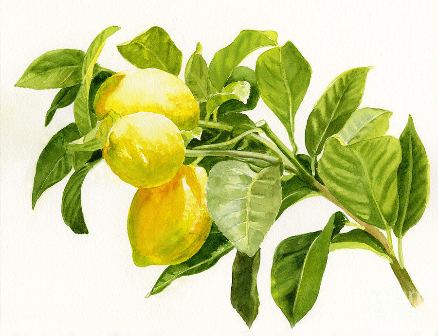 Lemon Painting - Lemons on a Branch by Sharon Freeman
