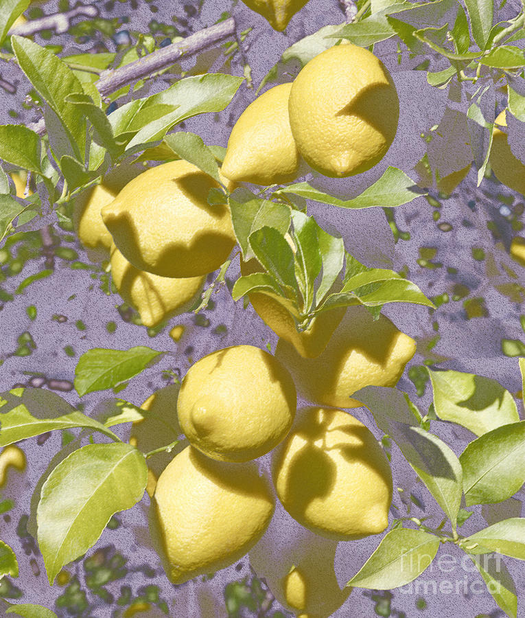 Lemons Purple Pastel Photograph by Mikehoward Photography