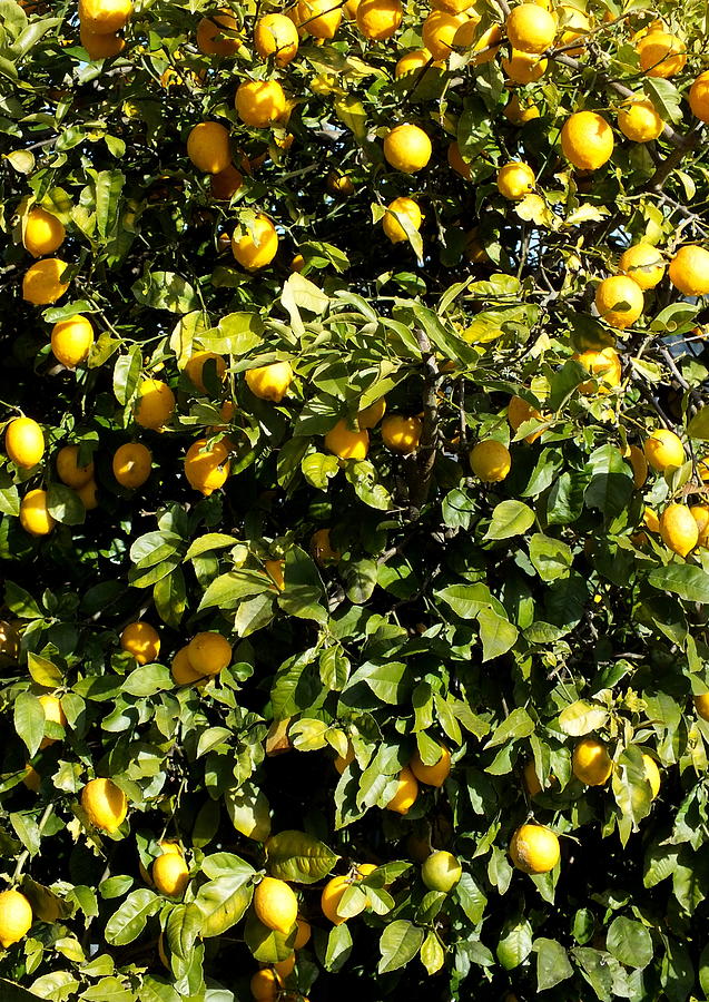 Lemony Thicket Photograph by Guy Pettingell